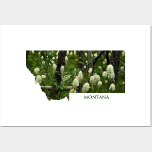 Montana- Bear Grass Posters and Art